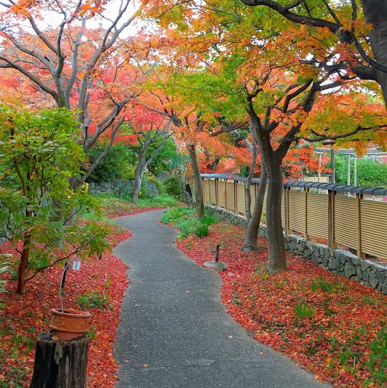 筥崎宮花庭園の紅葉